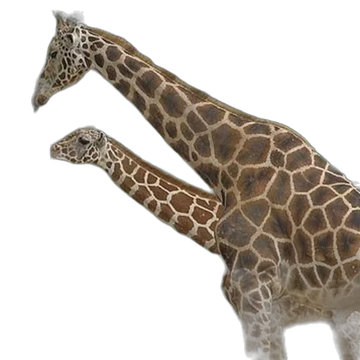 animal, creature, staff, jewelry transparent PNG cut-out