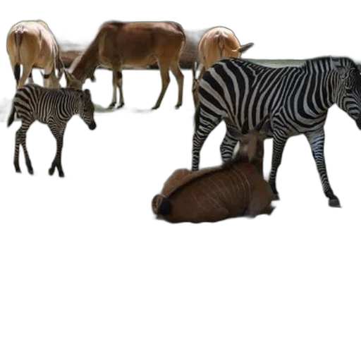 animal, furniture, creature, jewelry transparent PNG cut-out