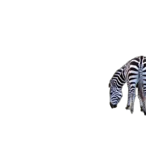 animal, hair, creature, shoes transparent PNG cut-out
