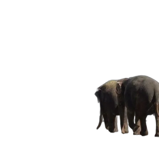 animal, creature, staff, weapon transparent PNG cut-out