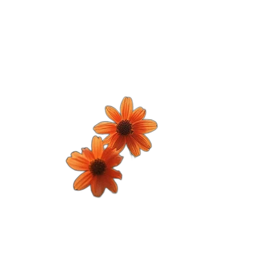 flower, crown, jewelry, food transparent PNG cut-out