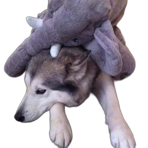 creature, hat, animal, dragon transparent PNG cut-out