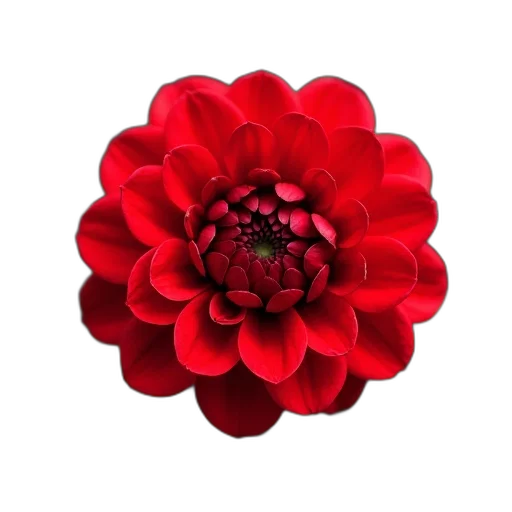 flower, crown, jewelry, staff transparent PNG cut-out