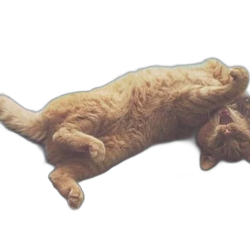 animal, creature, staff, photorealistic transparent PNG cut-out