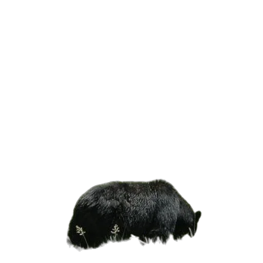 animal, hair, hat, creature transparent PNG cut-out