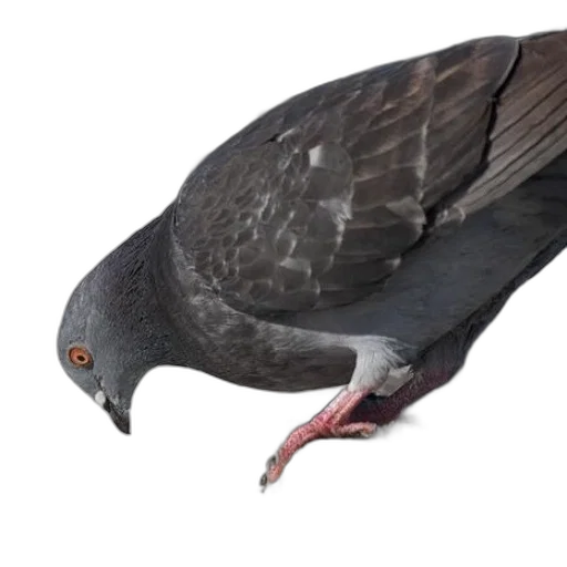 animal, creature, staff, crown transparent PNG cut-out