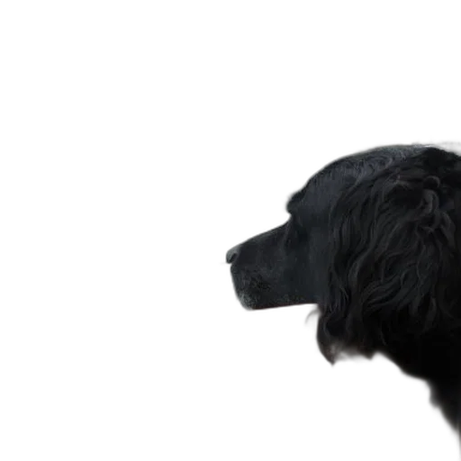 animal, staff, face, creature transparent PNG cut-out