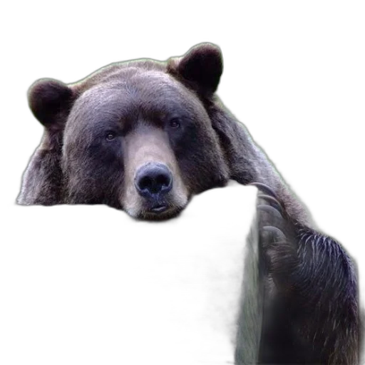 animal, creature, face, furniture transparent PNG cut-out