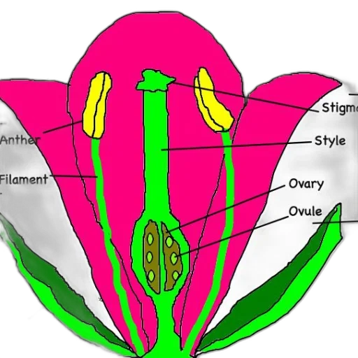 flower, crown, jewelry, jacket transparent PNG cut-out