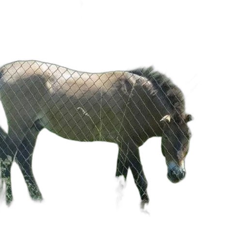 animal, creature, dragon, hair transparent PNG cut-out