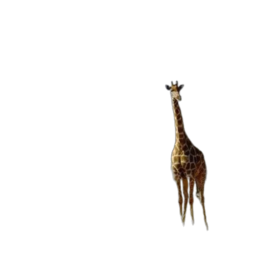 animal, creature, staff, hat transparent PNG cut-out