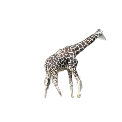 animal, creature, jewelry, weapon transparent PNG cut-out