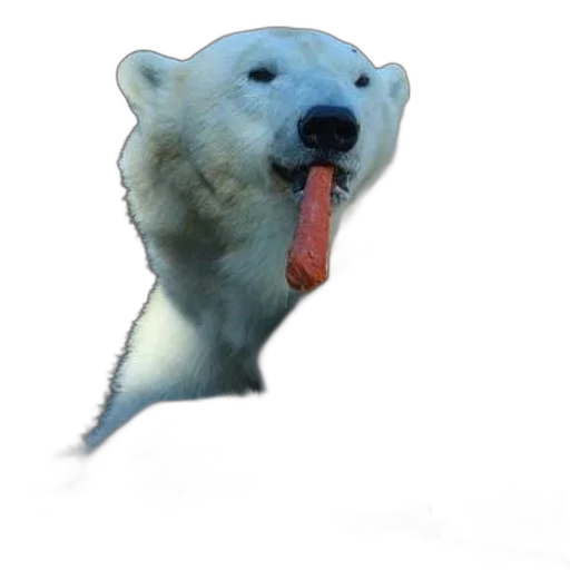 animal, creature, face, food transparent PNG cut-out