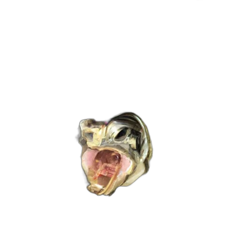 jewelry, animal, crown, creature transparent PNG cut-out