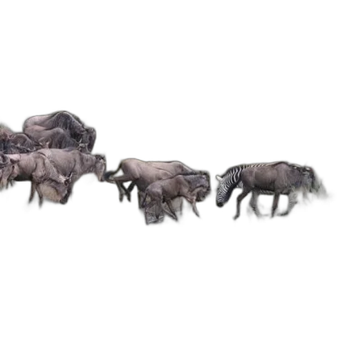 animal, creature, jewelry, weapon transparent PNG cut-out