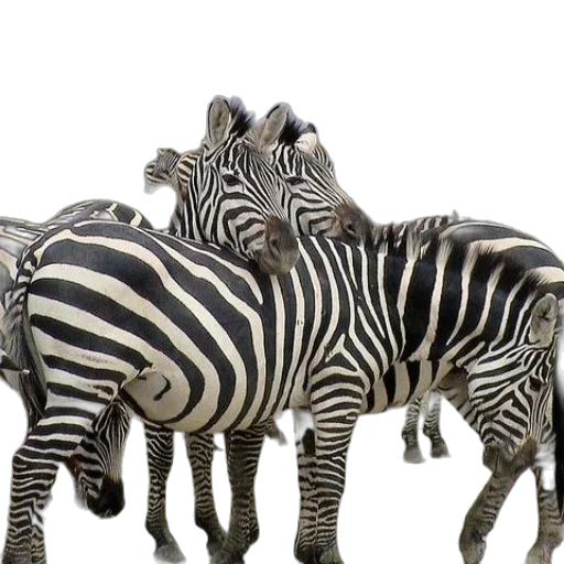animal, 3d render, photorealistic, concept art transparent PNG cut-out