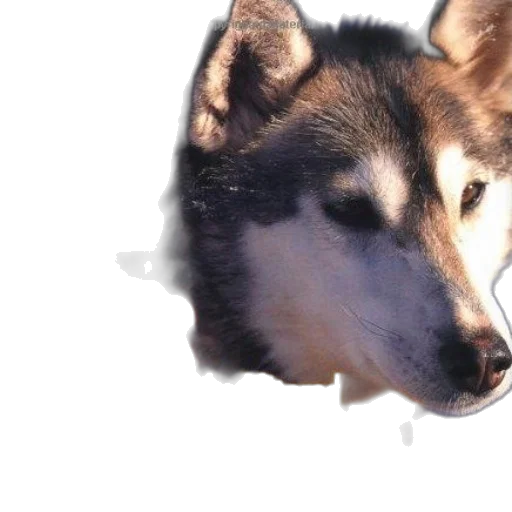 animal, creature, face, mask transparent PNG cut-out