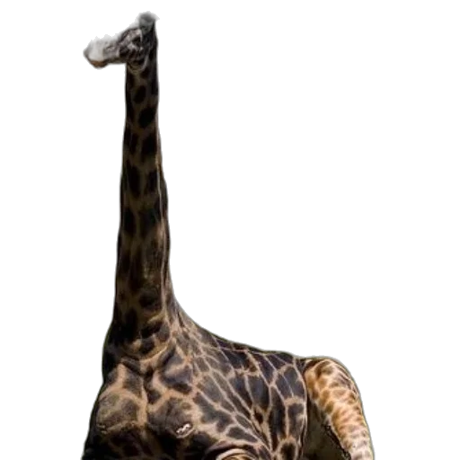 animal, creature, staff, hat transparent PNG cut-out