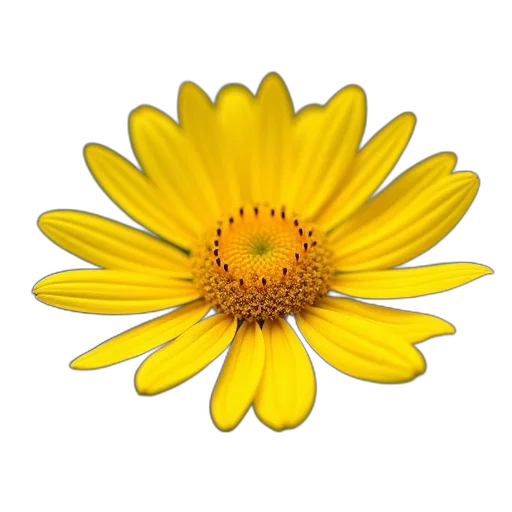 flower, crown, staff, jewelry transparent PNG cut-out