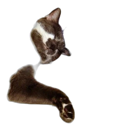 animal, staff, shoes, creature transparent PNG cut-out