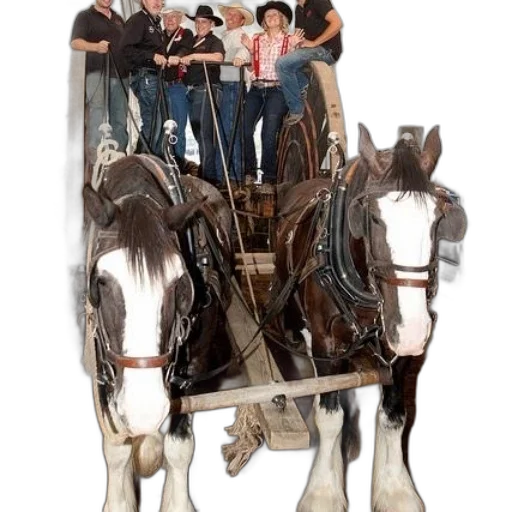 staff, two, clydesdale, horses transparent PNG cut-out