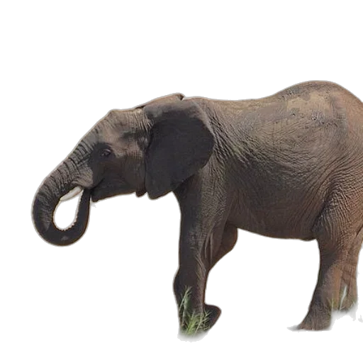 animal, creature, staff, weapon transparent PNG cut-out