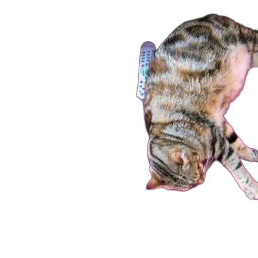 staff, animal, weapon, creature transparent PNG cut-out
