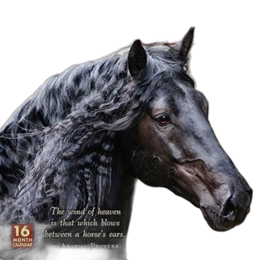 animal, photorealistic, spirited, horse transparent PNG cut-out