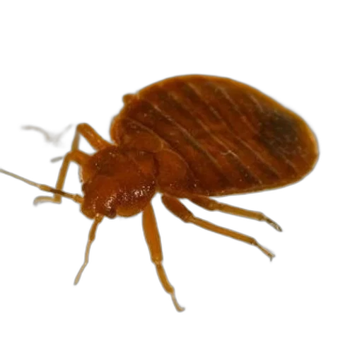 animal, creature, hair, food transparent PNG cut-out