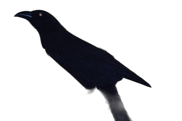 staff, animal, hat, umbrella transparent PNG cut-out