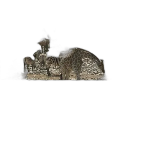 animal, crown, hat, creature transparent PNG cut-out
