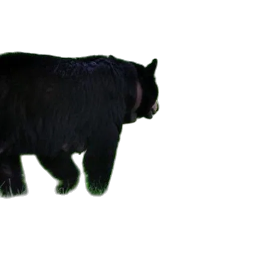 animal, creature, staff, weapon transparent PNG cut-out