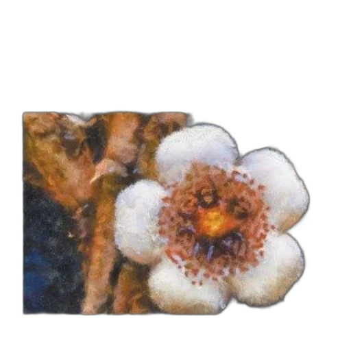 flower, jewelry, crown, food transparent PNG cut-out