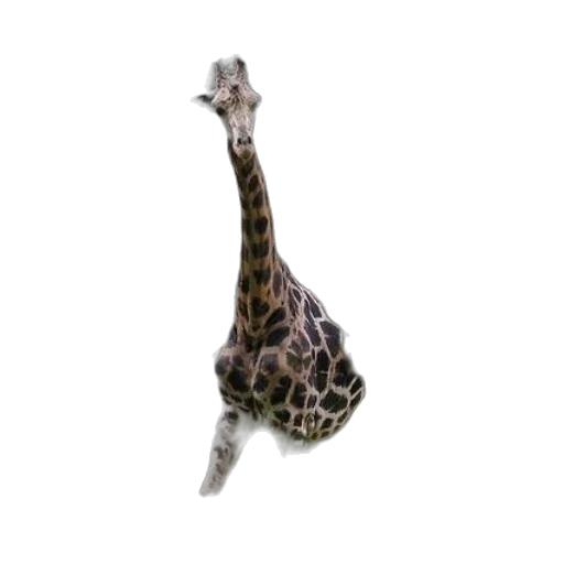 animal, creature, hat, staff transparent PNG cut-out