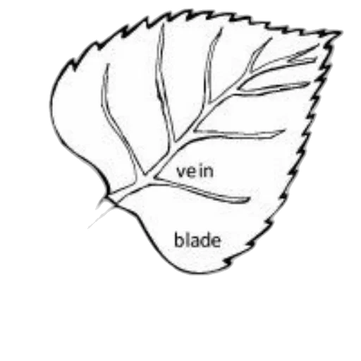hair, tree, umbrella, crown transparent PNG cut-out