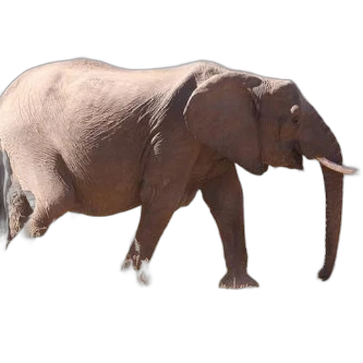animal, creature, staff, weapon transparent PNG cut-out