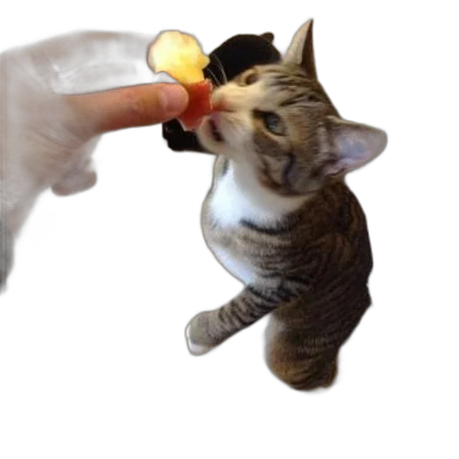 food, staff, weapon, animal transparent PNG cut-out
