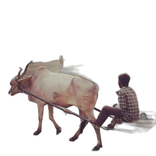 animal, furniture, creature, food transparent PNG cut-out