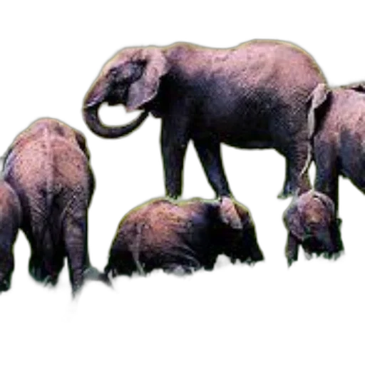 animal, creature, staff, concept art transparent PNG cut-out