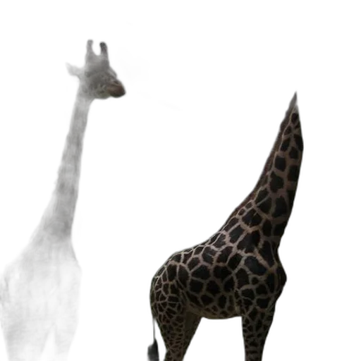 animal, creature, dress, staff transparent PNG cut-out