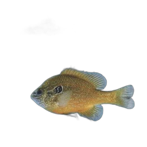 animal, staff, creature, food transparent PNG cut-out