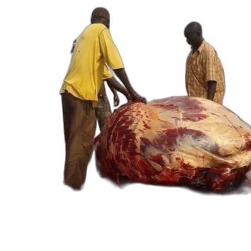 food, animal, weapon, photorealistic transparent PNG cut-out