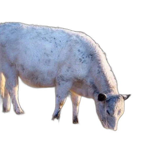 animal, creature, food, weapon transparent PNG cut-out