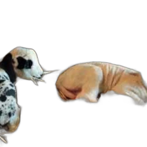 animal, creature, photorealistic, concept art transparent PNG cut-out