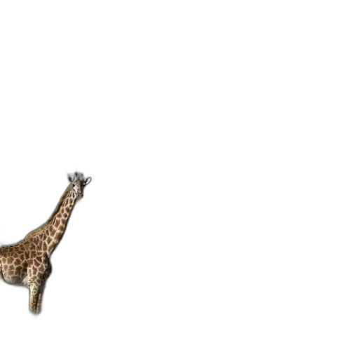 animal, creature, shoes, furniture transparent PNG cut-out