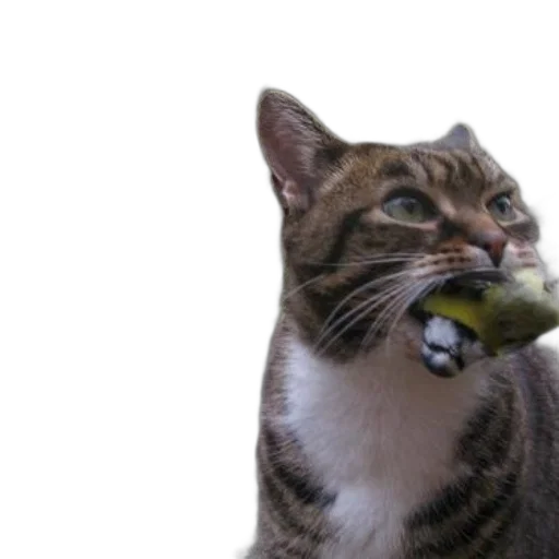 animal, food, staff, creature transparent PNG cut-out