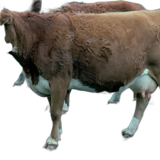 animal, creature, food, weapon transparent PNG cut-out