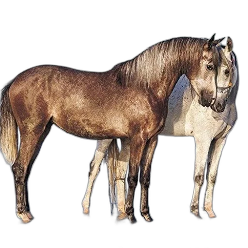 animal, jewelry, furniture, hair transparent PNG cut-out
