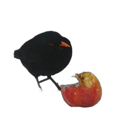 hat, food, crown, mask transparent PNG cut-out