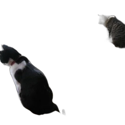 animal, hat, creature, 3d render transparent PNG cut-out